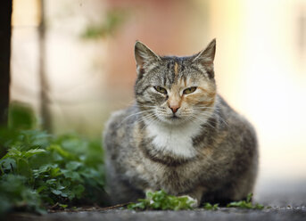 Tabby cat lying at wayside - SLF000332