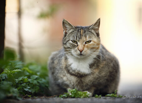 Getigerte Katze am Wegesrand liegend - SLF000332