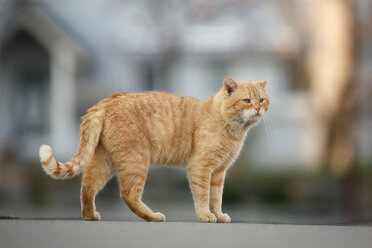 Tomboy auf der Straße stehend - SLF000331