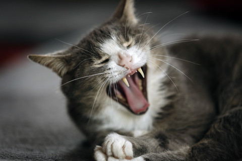 Portrait of tabby cat yawning stock photo