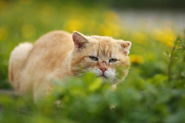 Tomboy sitting hiding in grass - SLF000328