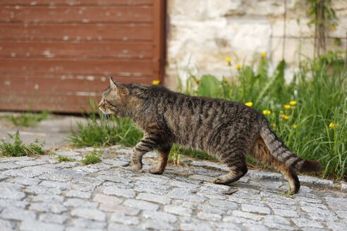 Getigerter Kater auf der Pirsch im Hof - SLF000327