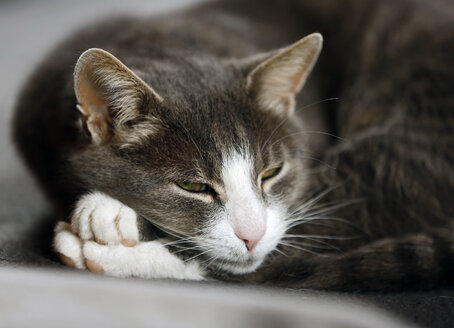 Porträt einer getigerten Katze mit halbgeöffneten Augen - SLF000326