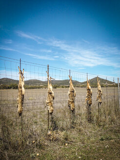Getötete Kojoten, Canis latrans, die zur Abschreckung am Zaun einer Ranch aufgehängt wurden. - ABAF001308