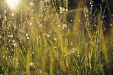 Sweden, Leksand, Drops of water on grass stalks - BR000280