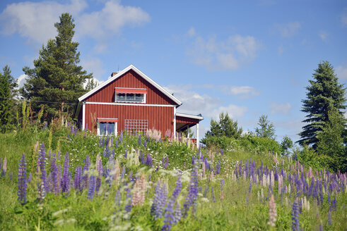 Schweden, Mora, Typisches rotes Holzhaus und wilde Lupinen - BR000327