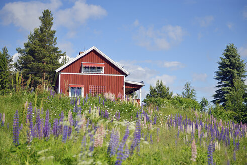 Sweden, Mora, Typical red wooden house and wild lupines - BR000327