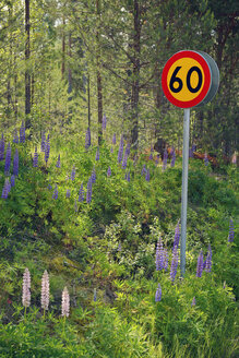 Schweden, Mora, Witwenlupinen und Straßenschild im Wald - BR000332