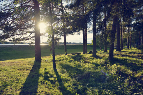 Sweden, Storuman, Sun shing through conifers - BR000454