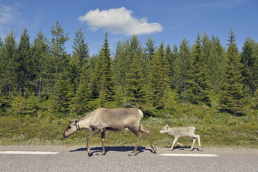 Schweden, Arvidjaur, Rentiermutter mit Jungtier auf der Straße - BR000438