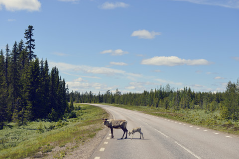 Schweden, Arvidjaur, Mutter mit jungem Rentier überquert Straße, lizenzfreies Stockfoto