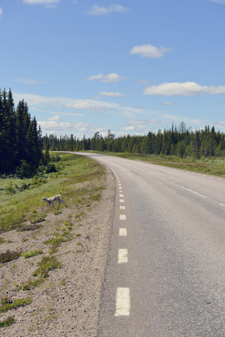 Schweden, Arvidjaur, Junges Rentier überquert Straße, lizenzfreies Stockfoto