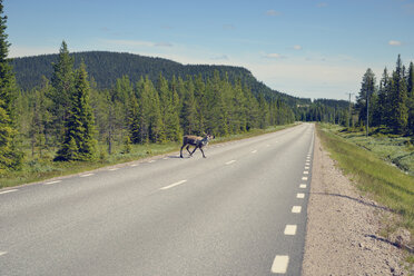 Schweden, Arvidjaur, Rentier überquert Straße - BR000424