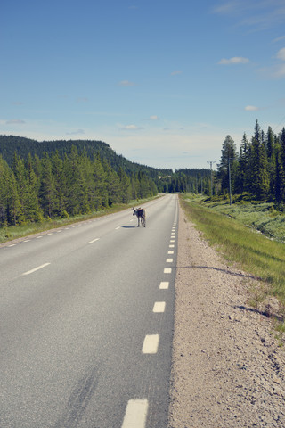 Schweden, Arvidjaur, Rentier auf der Straße, lizenzfreies Stockfoto
