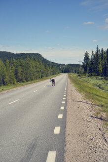 Schweden, Arvidjaur, Rentier auf der Straße - BR000422