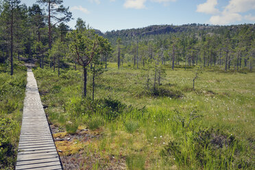 Sweden, Oernskoeldsvik, Skuleskogen National Park, Boardwalk through swampy landscape - BR000390