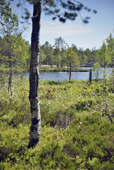 Schweden, Oernskoeldsvik, See Taernaettvattnen im Skuleskogen-Nationalpark - BR000389