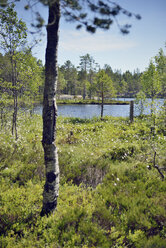 Sweden, Oernskoeldsvik, Lake Taernaettvattnen in Skuleskogen National Park - BR000389