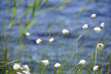 Sweden, Oernskoeldsvik, Cotton grass at lakeshore of Taernaettvattnen in Skuleskogen National Park - BR000376