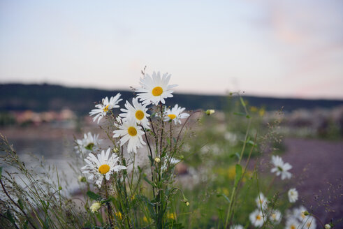 Schweden, Gröna, Wild wachsende Margeriten am Vätternsee - BR000347