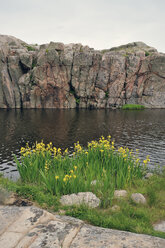 Schweden, Smoegen, Iris wächst an der Schärenküste - BR000333