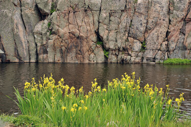 Schweden, Smoegen, Iris wächst an der Schärenküste - BR000331