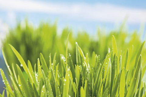 Germany, grasses and dewdrops in spring stock photo