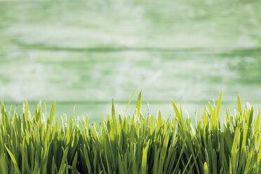 Germany, grasses in spring - CSF021223