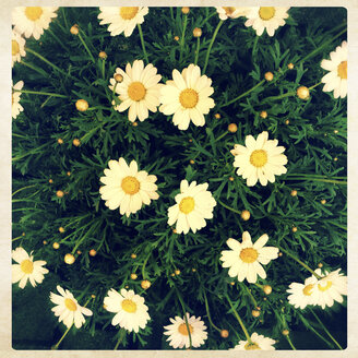 Deutschland, Baden-Württemberg, Tuebingen, Wochenmarkt, Margeriten (Leucanthemum) - LVF001028