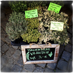 Deutschland, Baden-Württemberg, Tuebingen, Wochenmarkt, Italienische Kräuter im Topf - LVF001029