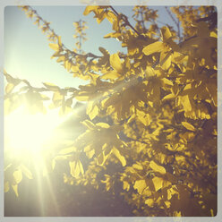 blühende Forsythien, Landshut, Bayern, Deutschland - SARF000463