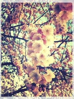 blossoming cherry tree, Landshut, Bavaria, Germany - SARF000464