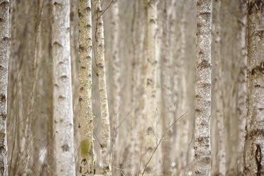 Birch trees in winter, close-up - SLF000333