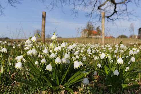 Deutschland, Bayern, Oberbayern, Eurasburg, Frühlings-Schneeflockenblume, Leucojum vernum - SIEF005286