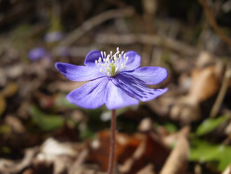 Deutschland, Bayern, Isarauen, Leberblümchen Blume, Hepatica nobilis - SIEF005282