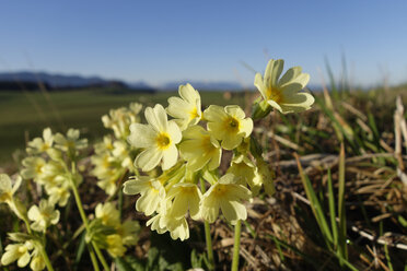 Deutschland, Bayern, Königsdorf, Ochsenlippen, Primula elatior - SIEF005281