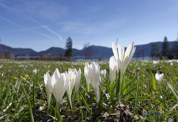 deutschland, Bayern, Walchensee, Krokusse, Krokus, auf Wiese - SIEF005279