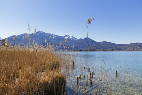 Deutschland, Bayern, Oberbayern, Kochel, Herzogstand und Heimgarten, Schilf am Kochelsee - SIEF005277