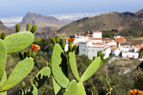 Spanien, Kanarische Inseln, Gran Canaria, Kaktus und Bergdorf Temisas - AMF002117