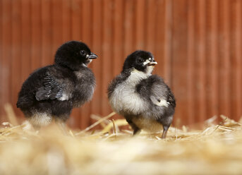 Two baby chickens standing on straw - SLF000377