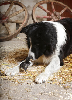 Border Collie sniffing at baby chicken - SLF000380