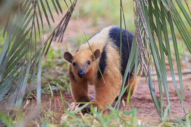 Brasilien, Mato Grosso, Mato Grosso do Sul, Pantanal, Südlicher Tamandua - FO006471