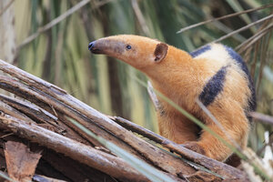 Brasilien, Mato Grosso, Mato Grosso do Sul, Pantanal, Südlicher Tamandua - FOF006477