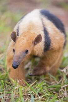 Brasilien, Mato Grosso, Mato Grosso do Sul, Pantanal, Südlicher Tamandua - FOF006479