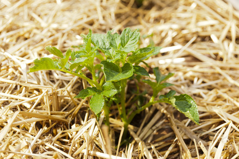 Young potato plant in straw covered bed stock photo