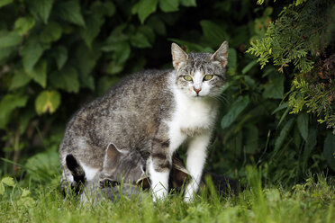 Laktierende Katze - SLF000343