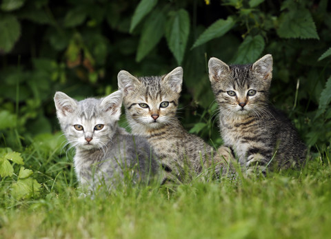 Drei getigerte Kätzchen sitzen im Gras, lizenzfreies Stockfoto