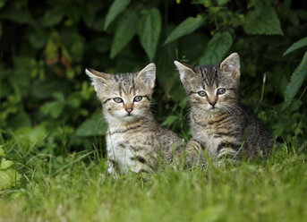 Zwei getigerte Kätzchen sitzen im Gras - SLF000345