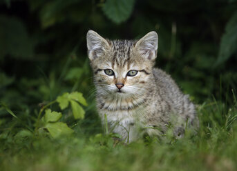Portrait of tabby kitten sitting in grass - SLF000346