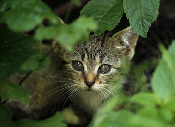 Porträt eines getigerten Kätzchens, das hinter Blättern sitzt - SLF000347